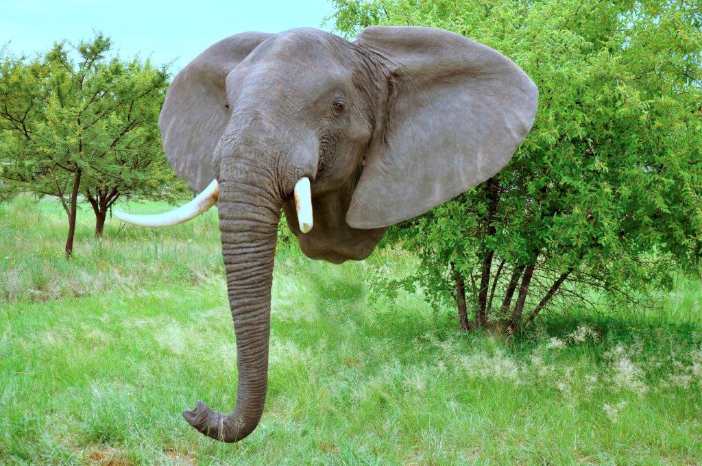 Elephant