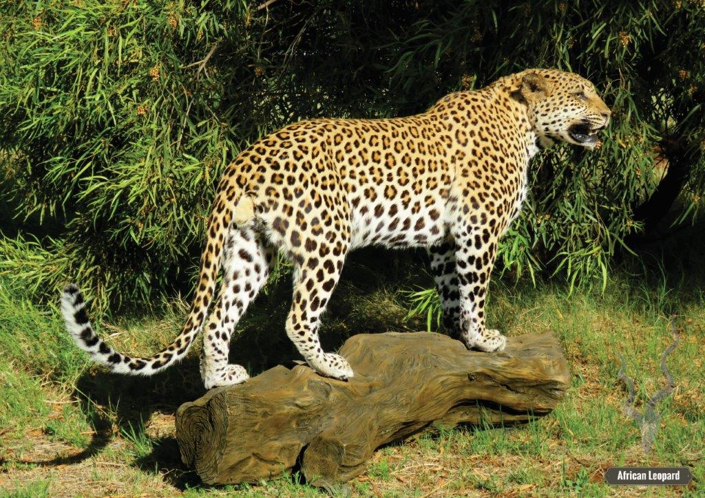 Leopard
