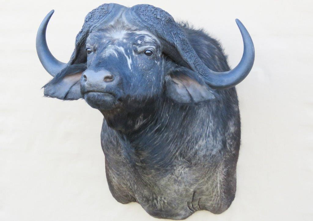 Buffalo