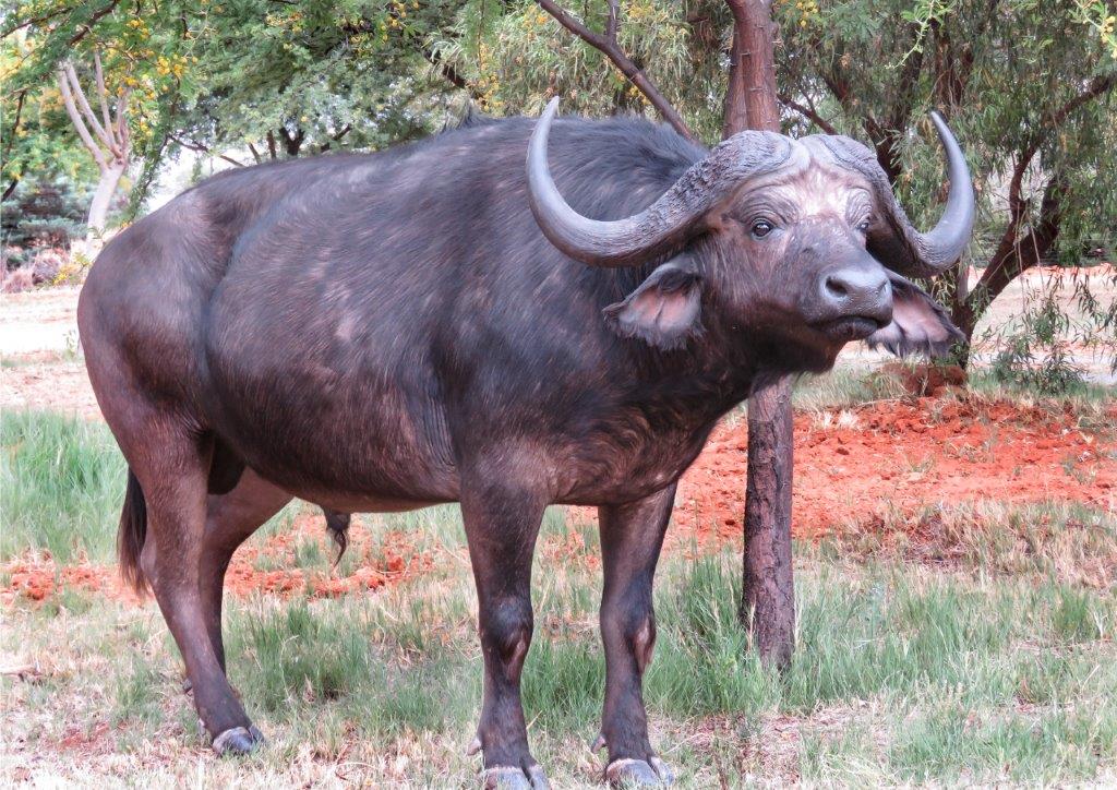 Buffalo