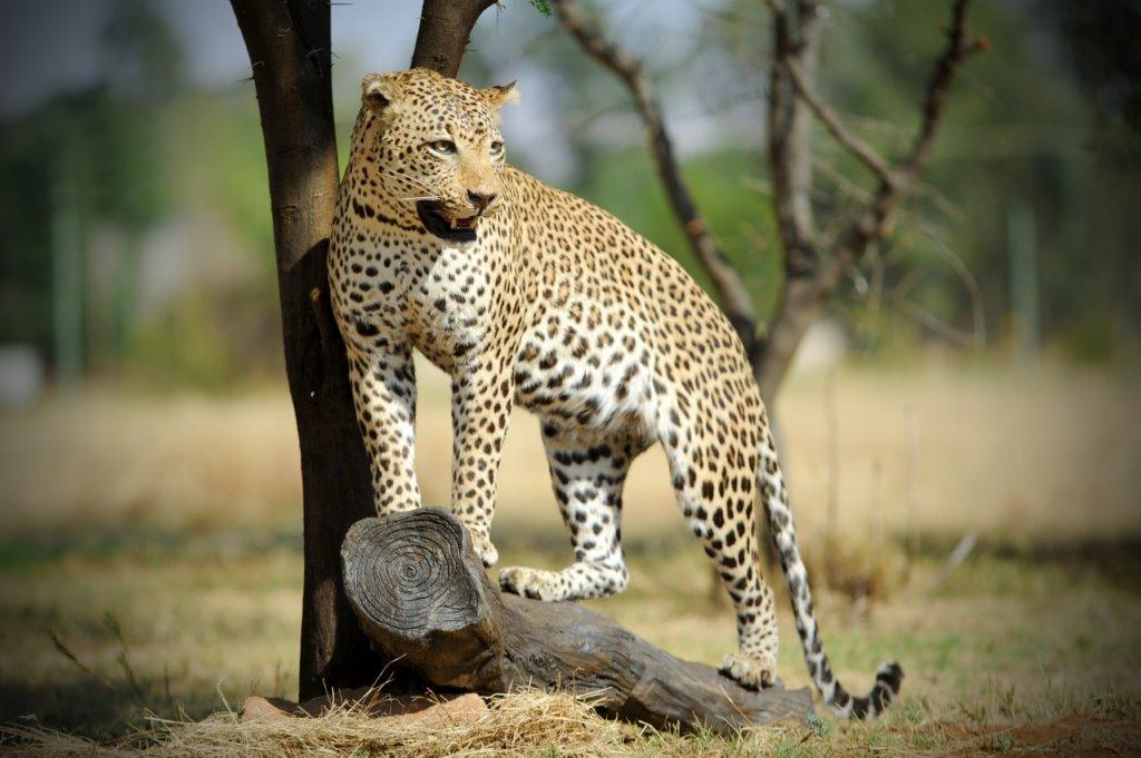 Leopard