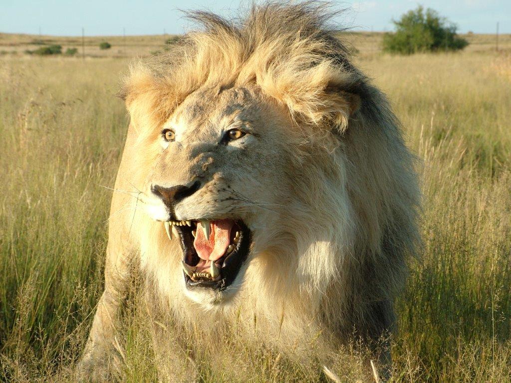African Male Lion