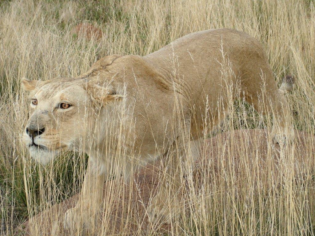 African Lioness