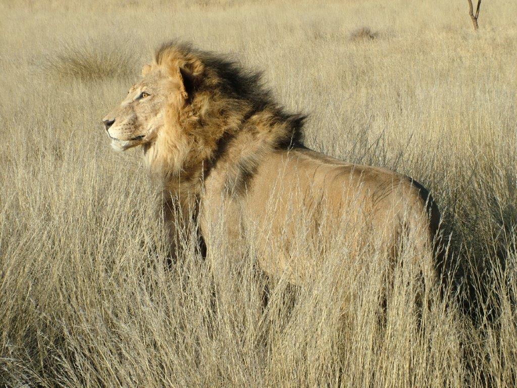 African Male Lion