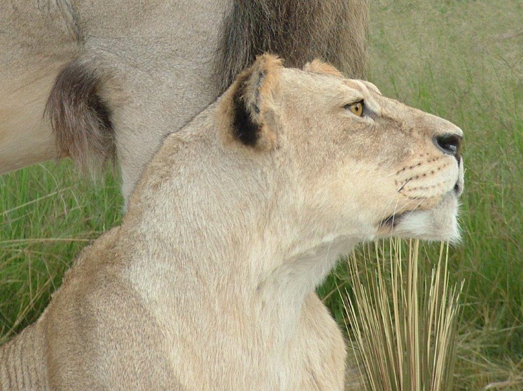 African Lioness