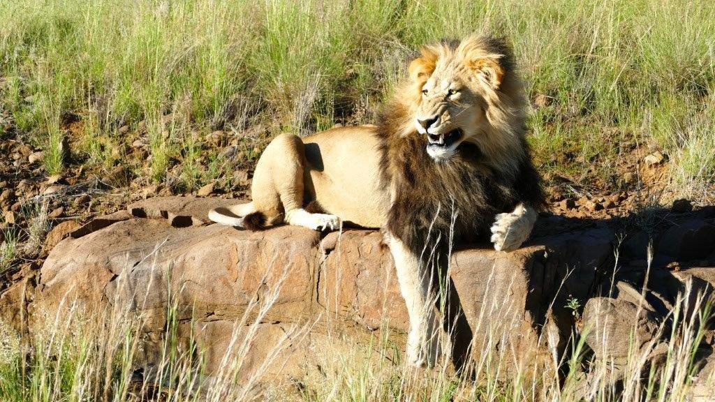 African Male Lion