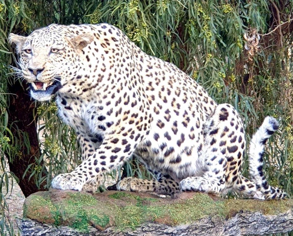 Leopard