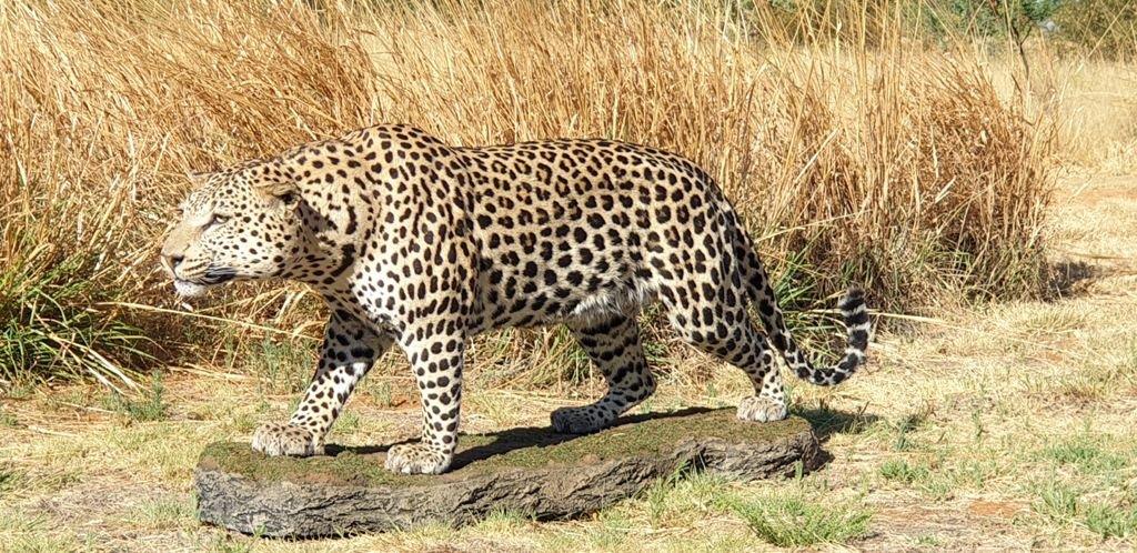 Leopard