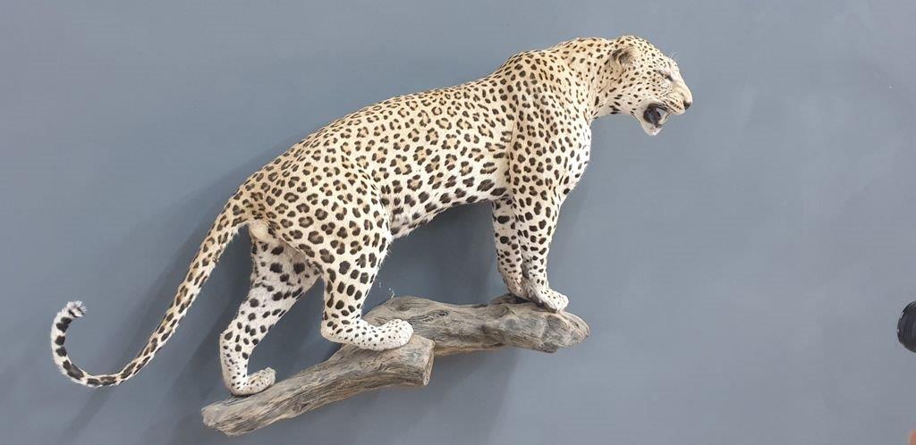 Leopard