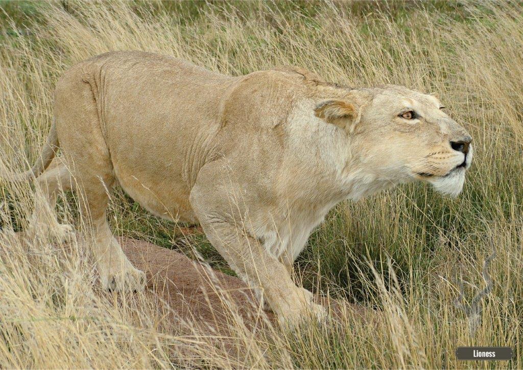 African Lioness