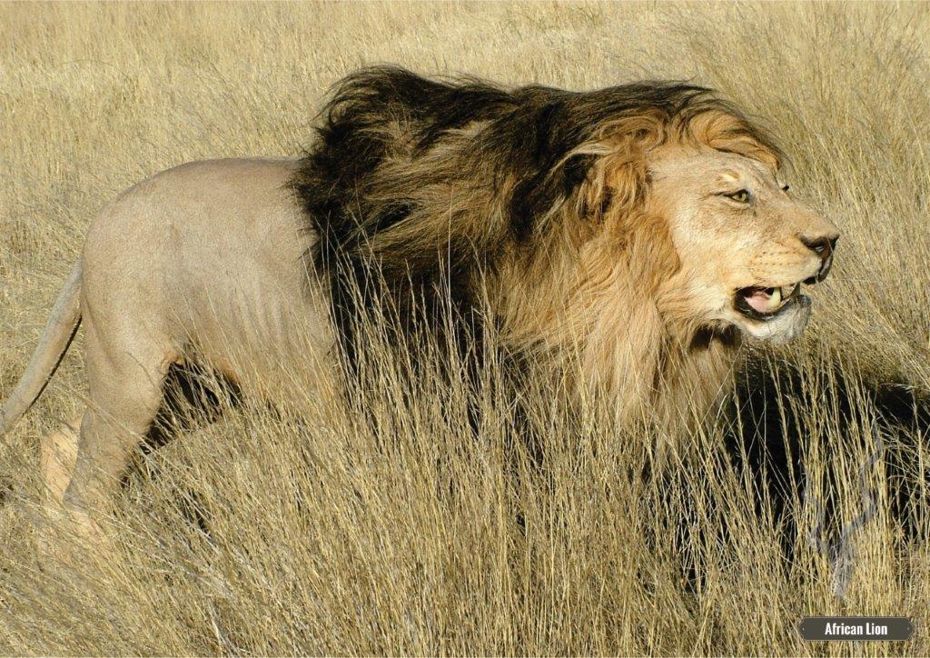 African Male Lion
