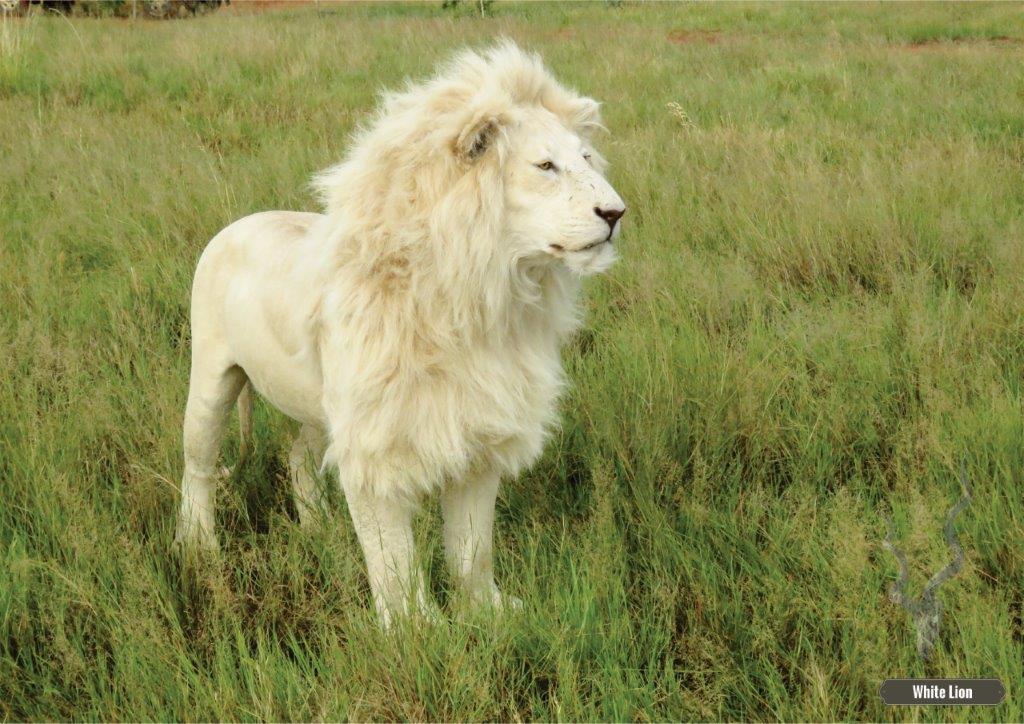White Lion