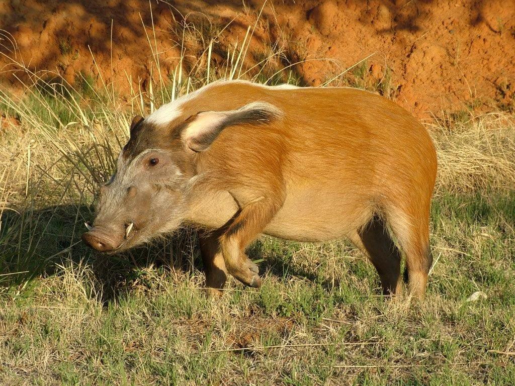 Red River Hog: Cameroon