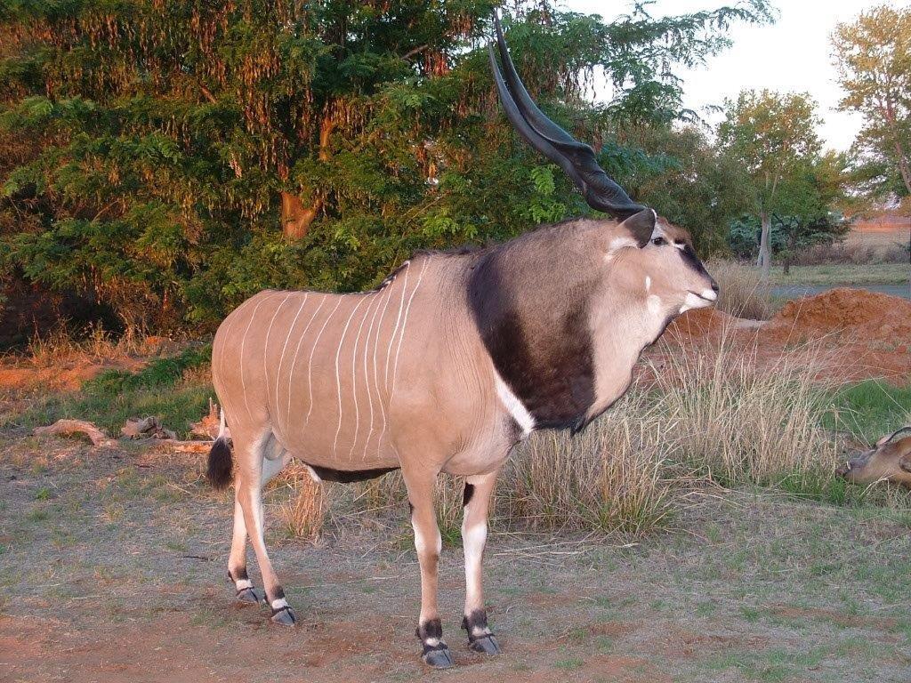 Lord Derby Eland: Cameroon