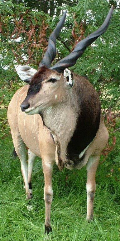 Lord Derby Eland: Cameroon