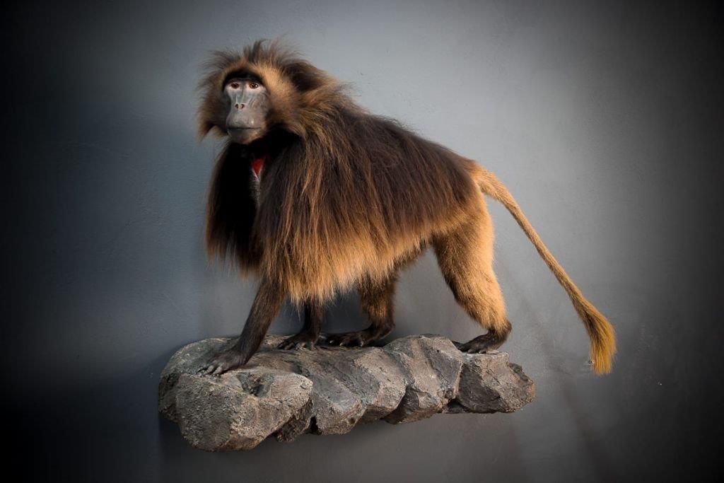 Gelada Baboon: Ethiopia