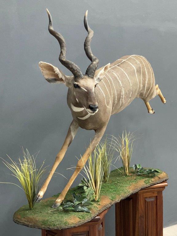 Lesser Kudu: Ethiopia