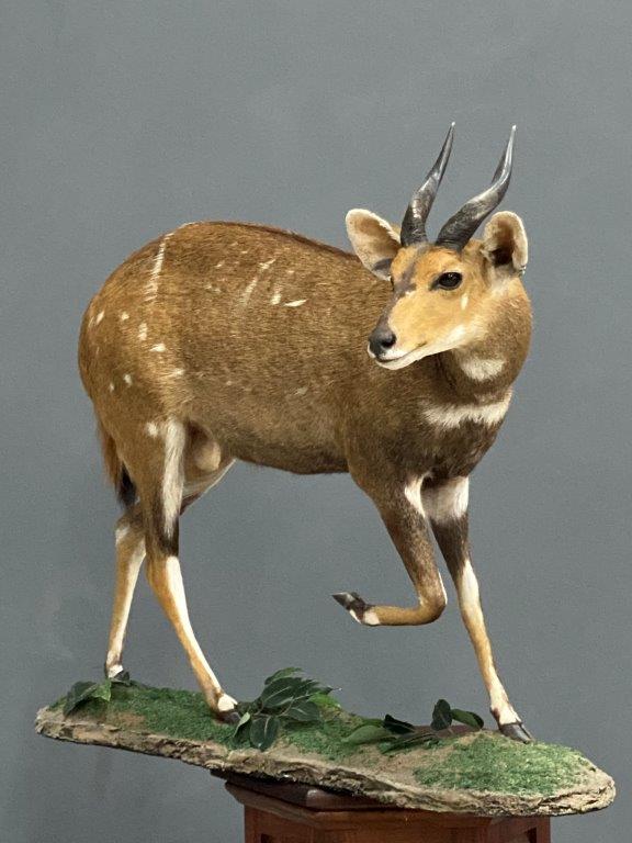 Abyssinian Bushbuck: Ethiopia