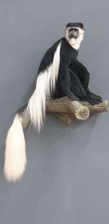 Colobus Monkey: Ethiopia