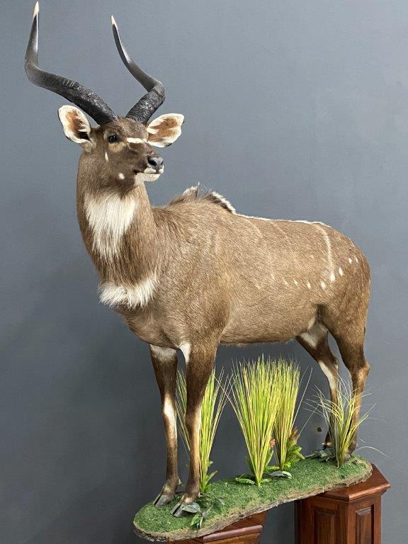 Mountain Nyala: Ethiopia