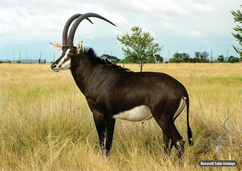 Roosevelt Sable: Mozambique