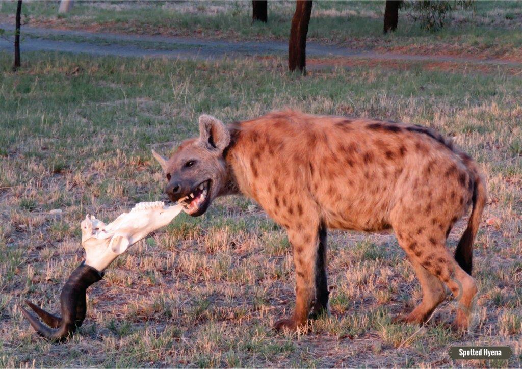 Spotted Hyena: Zimbabwe
