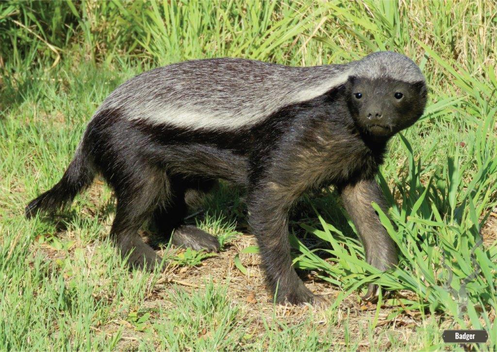 Honey Badger:   South Africa