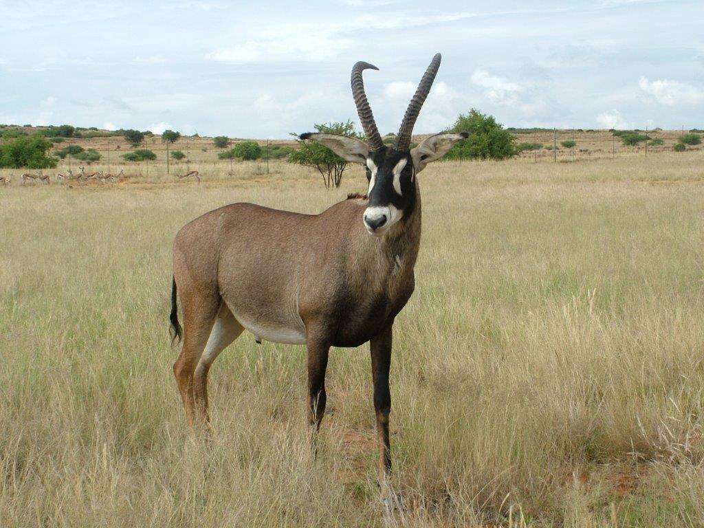 Chobe Bushbuck: Zambia