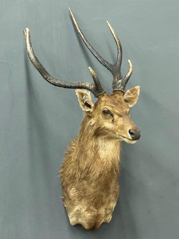 From New Zealand (1)