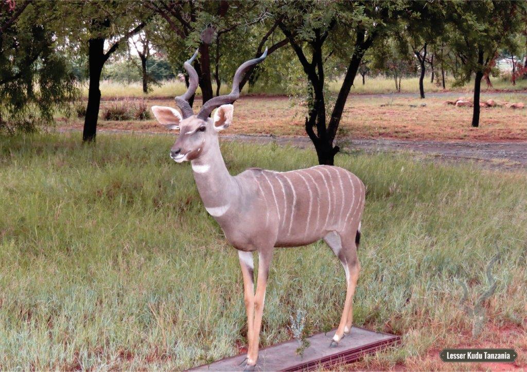 Lesser Kudu: Tanzania