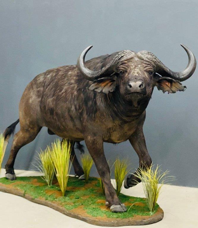 Buffalo