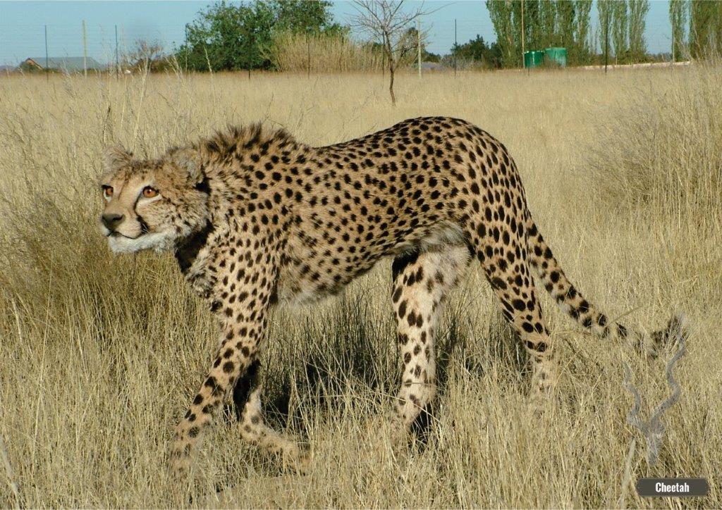 Cheetah