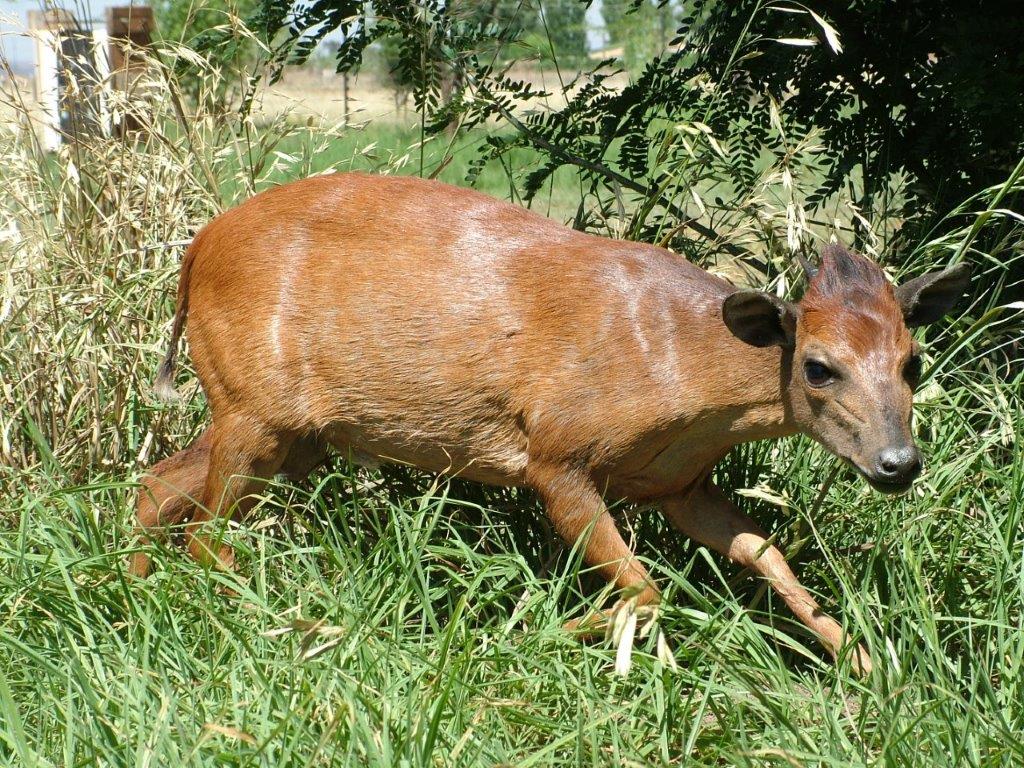 Bongo: Cameroon