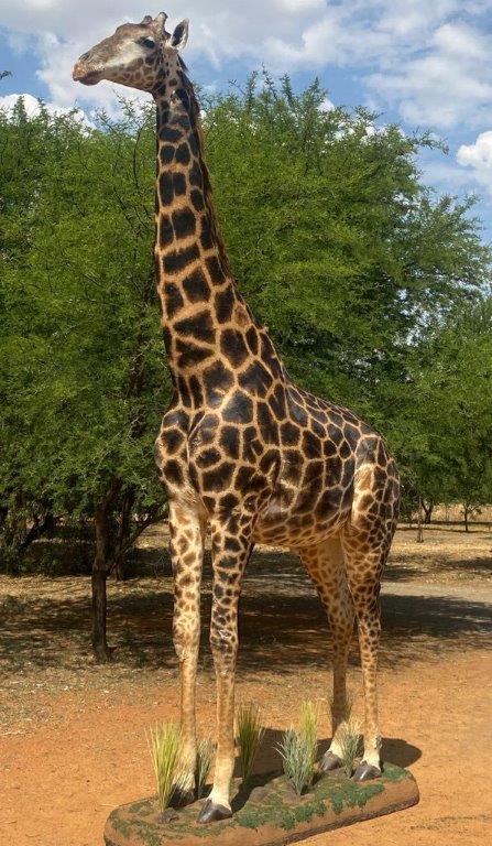 Giraffe