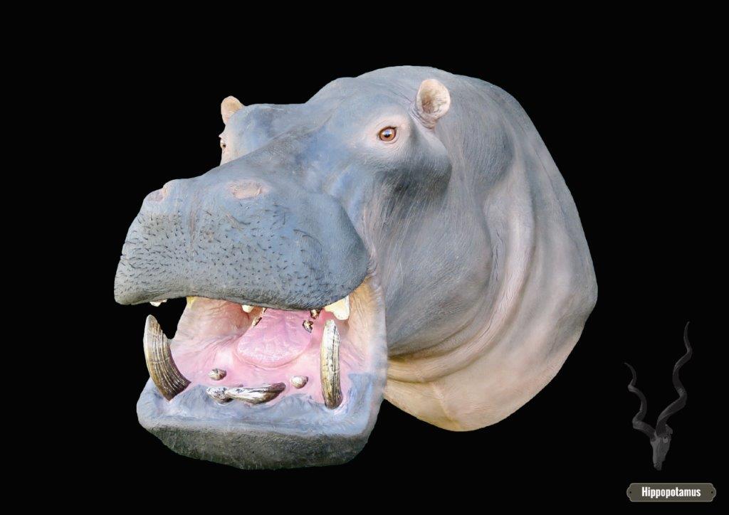 Hippo