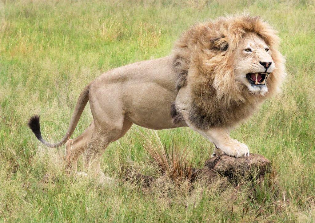 Aggressive Lion on Rock Base