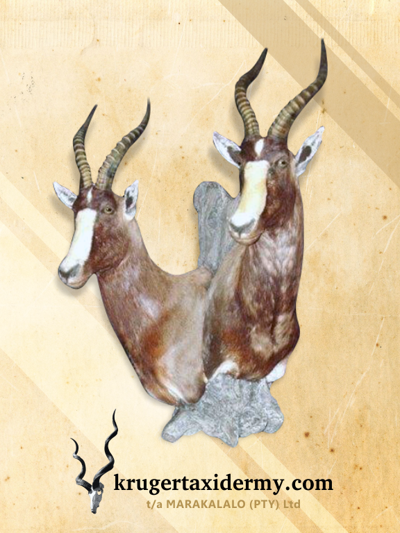 Bontebok Pair