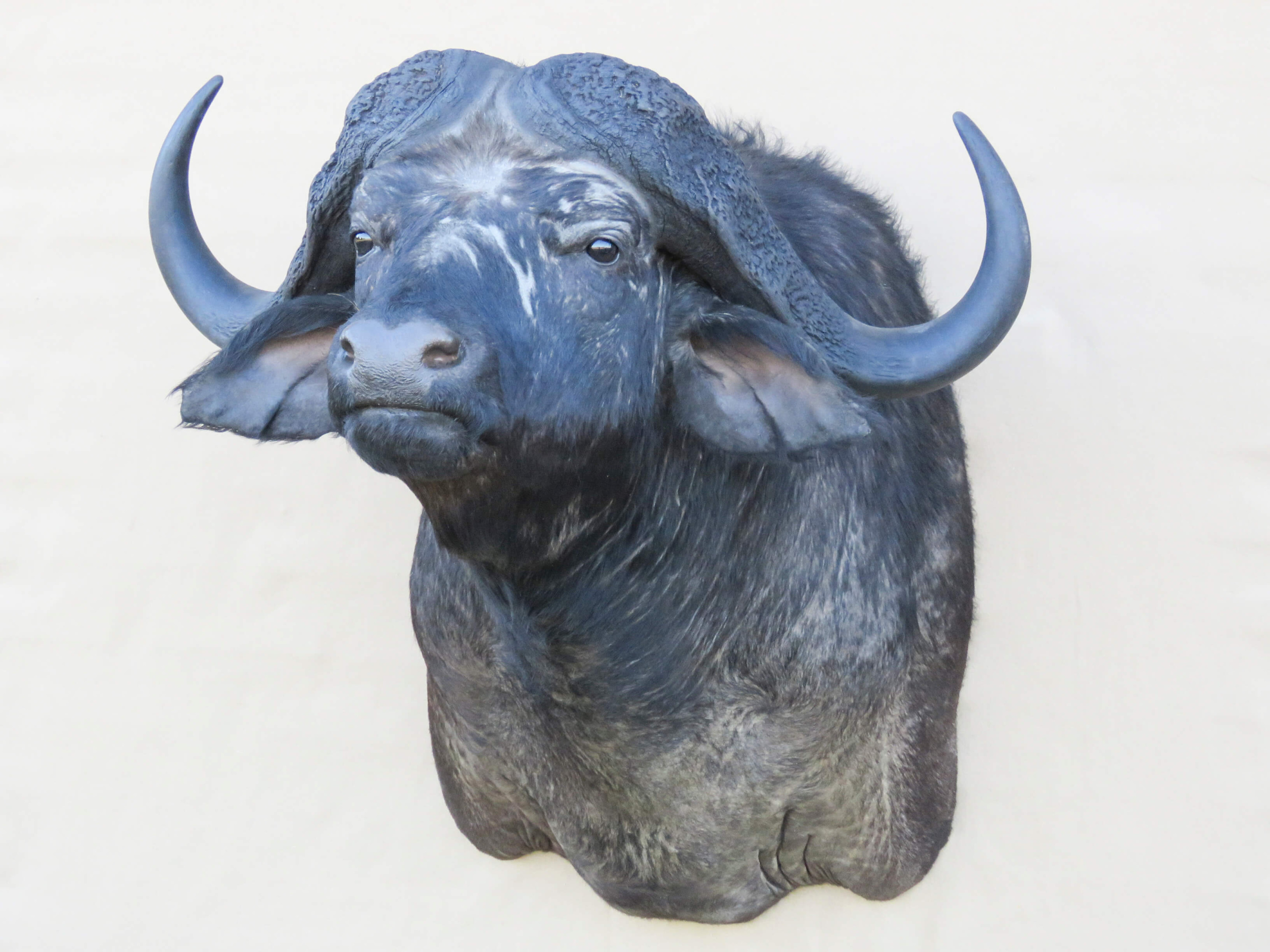 Buffalo Shoulder Mount