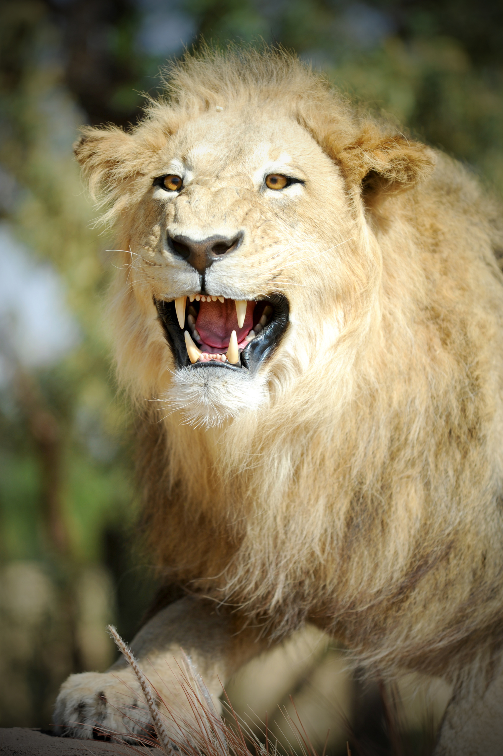 African Lion