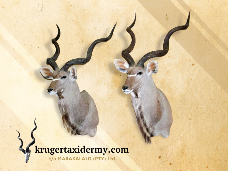 Kudu Shoulder Mounts