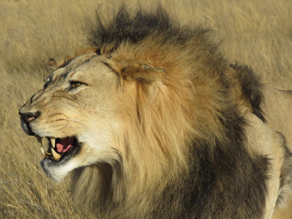 Male Lion Snarling
