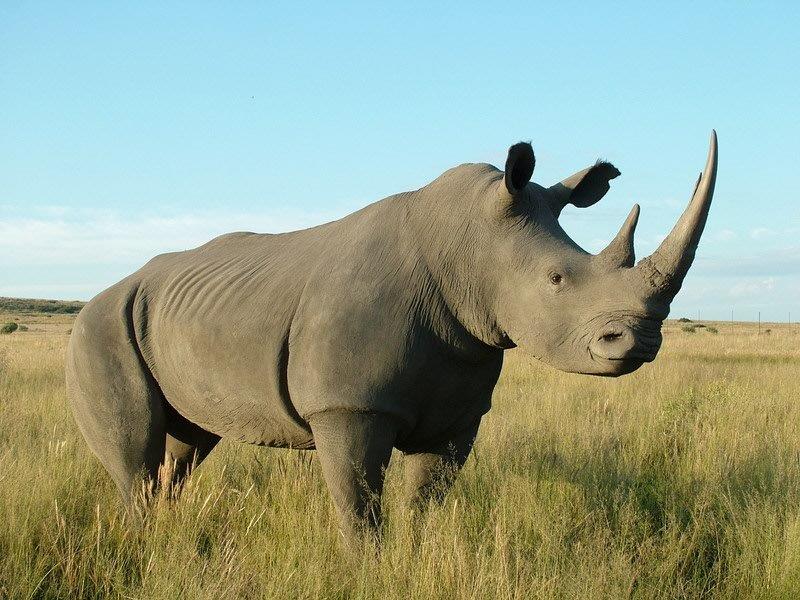 Rhino