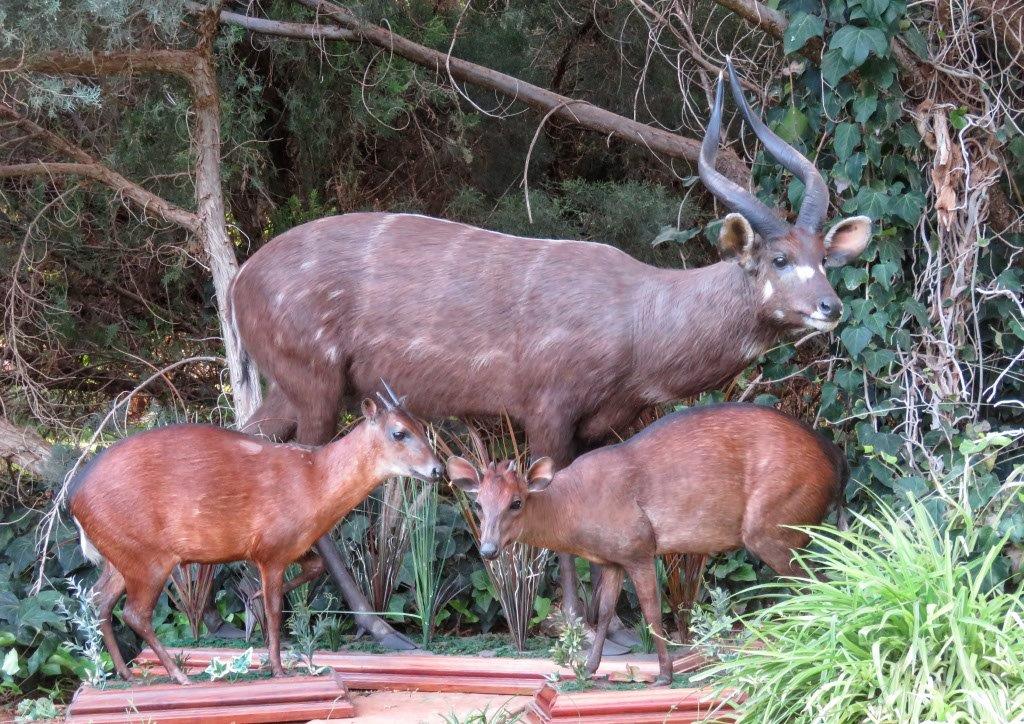 Forest Sitatung
Peter's Duiker
Bay Duiker